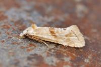 Cochylimorpha straminea
