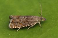Dichrorampha plumbana