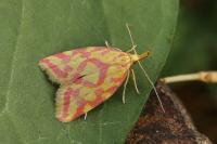 Hypercallia citrinalis