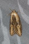 Doloploca punctulana