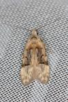 Altenia scriptella