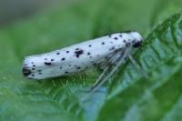 Yponomeuta plumbella