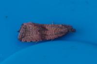 Celypha striana