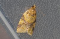 Epagoge grotiana