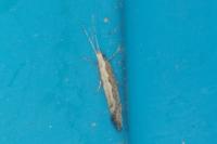 Plutella xylostella