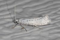 Yponomeuta evonymella