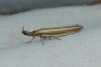 Pleurota aristella