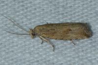 Bactra lancealana