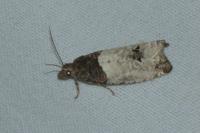 Notocelia roborana