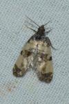 Cochylichroa atricapitana