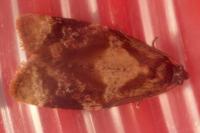 Ditula angustiorana