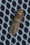 Blastobasis phycidella