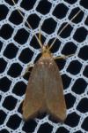 Eurodachtha pallicornella
