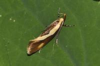 Harpella forficella