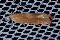 Eucosma conterminana