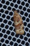 Argyrotaenia ljungiana