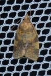 Epagoge grotiana