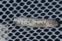 Yponomeuta irrorella