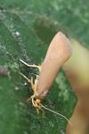 Crassa unitella