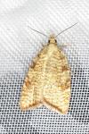 Aleimma loeflingiana