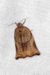 Archips podana