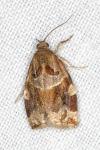 Archips xylosteana
