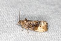 Hedya nubiferana
