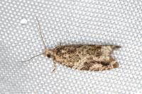 Epinotia signatana