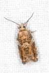 Epinotia abbreviana
