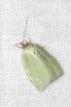 Tortrix viridana