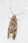 Epinotia signatana