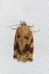 Archips xylosteana
