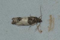 Spilonota ocellana