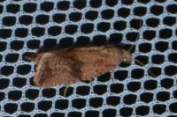 Celypha striana