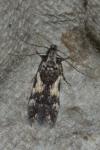 Teleiodes luculella