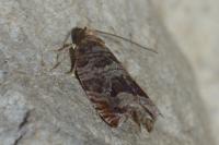 Ancylis achatana