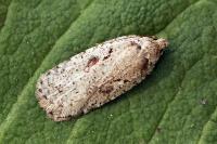 Agonopterix ocellana