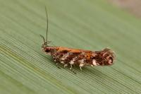 Aristotelia ericinella