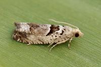 Epinotia ramella