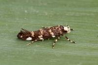 Eteobalea sumptuosella