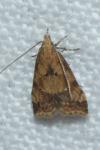 Brachmia blandella