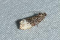 Hedya nubiferana
