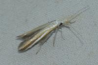 Coleophora conspicuella