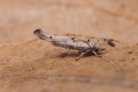 Zelleria oleastrella