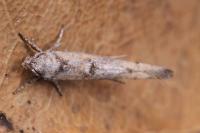 Zelleria oleastrella