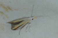 Coleophora conspicuella