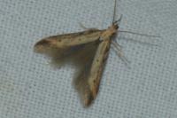Metzneria