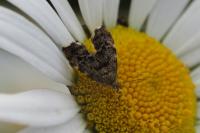 Anthophila fabriciana