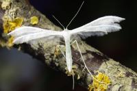 Pterophorus pentadactylus