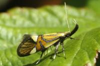 Alabonia geoffrella